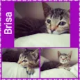 Brisa