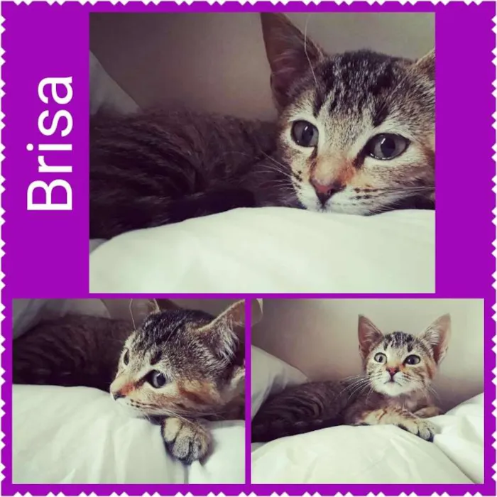 Gato ra a SRD idade Abaixo de 2 meses nome Brisa