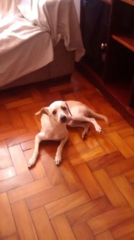 Cachorro ra a Indefinida idade 7 a 11 meses nome Mesi