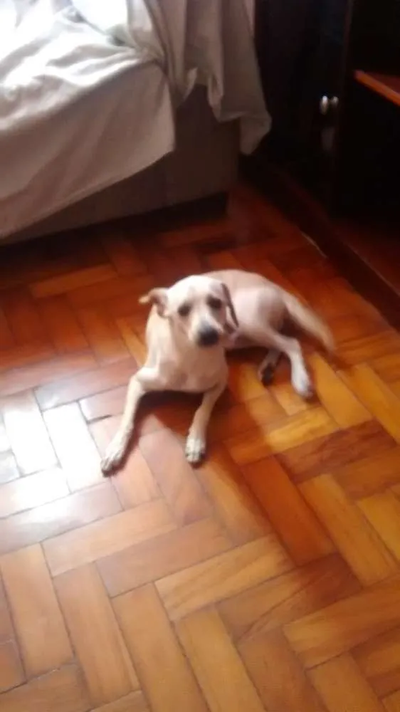 Cachorro ra a Indefinida idade 7 a 11 meses nome Mesi