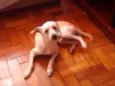 Mesi