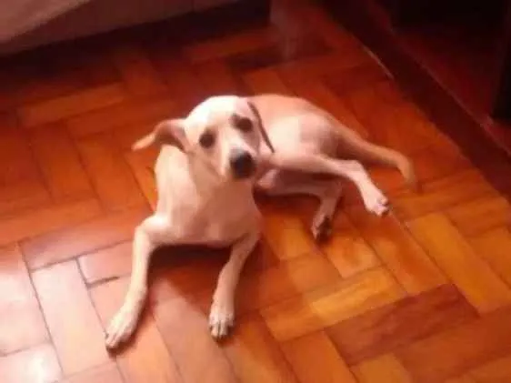 Cachorro ra a Indefinida idade 7 a 11 meses nome Mesi