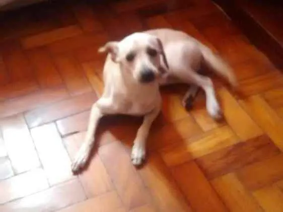 Cachorro ra a Indefinida idade 7 a 11 meses nome Mesi