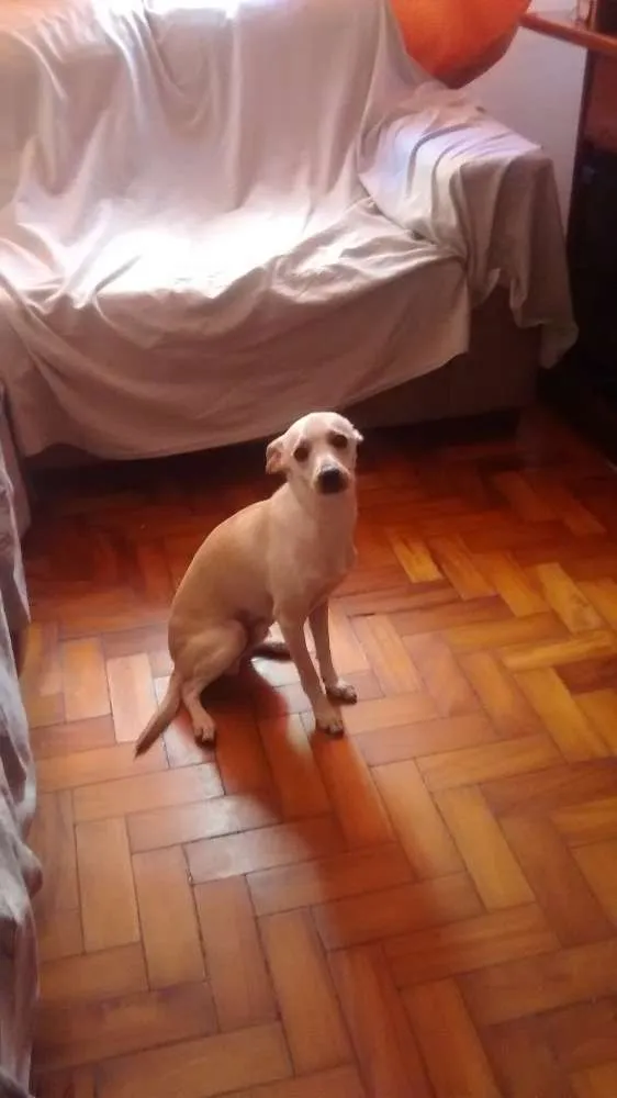Cachorro ra a Indefinida idade 7 a 11 meses nome Mesi