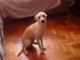 Mesi