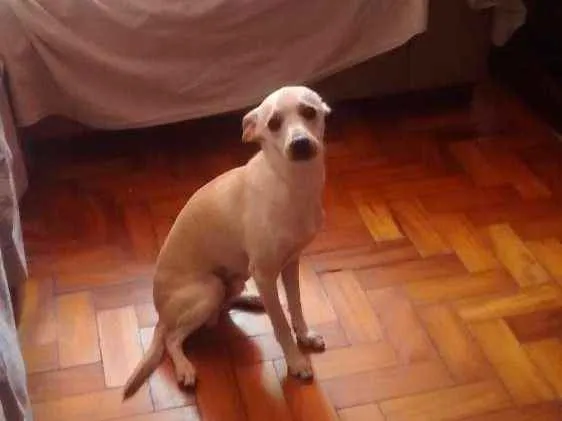 Cachorro ra a Indefinida idade 7 a 11 meses nome Mesi