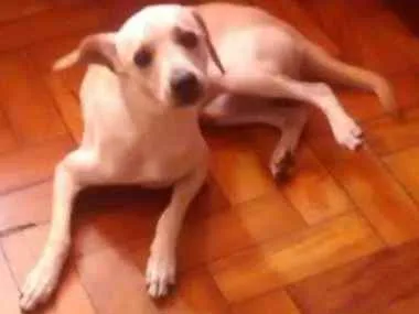 Cachorro ra a Indefinida idade 7 a 11 meses nome Mesi
