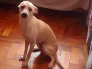 Cachorro raça Indefinida idade 7 a 11 meses nome Mesi