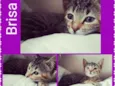 Brisa