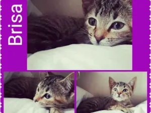 Gato raça SRD idade Abaixo de 2 meses nome Brisa
