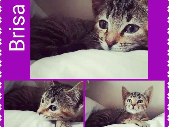 Gato ra a SRD idade Abaixo de 2 meses nome Brisa