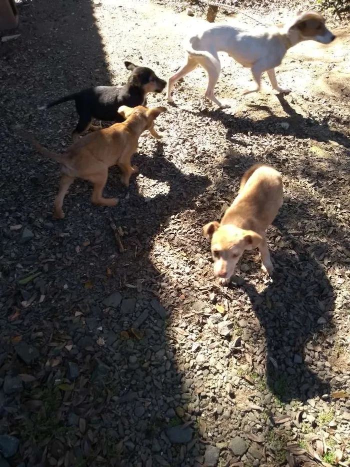 Cachorro ra a Vira lata idade  nome Varios