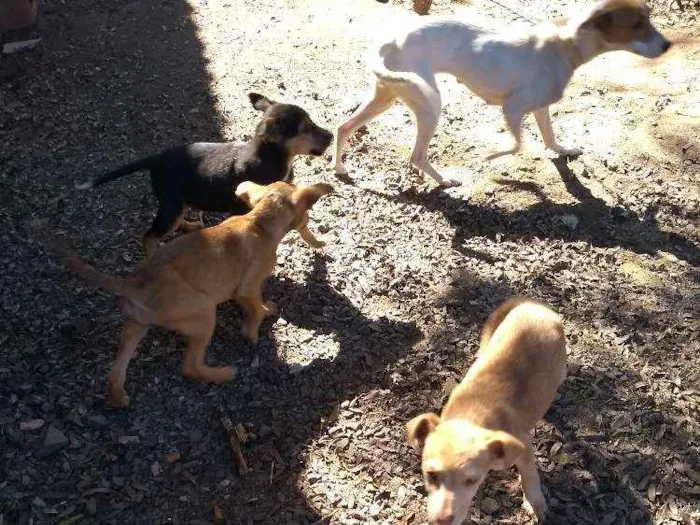 Cachorro ra a Vira lata idade  nome Varios