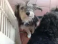 Vitória