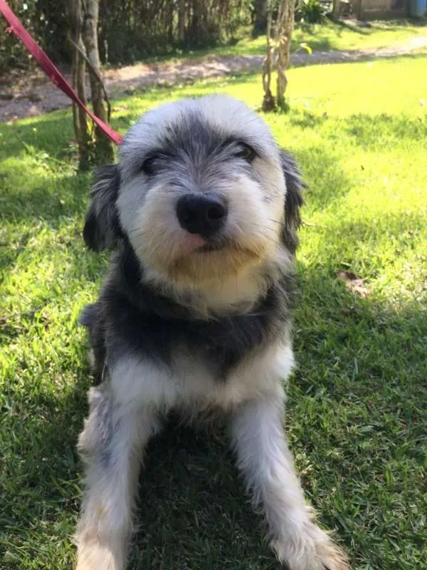 Cachorro ra a SRD idade 1 ano nome Vitória