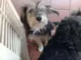 Vitória