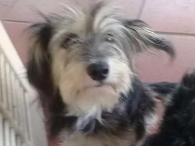 Cachorro ra a SRD idade 1 ano nome Vitória