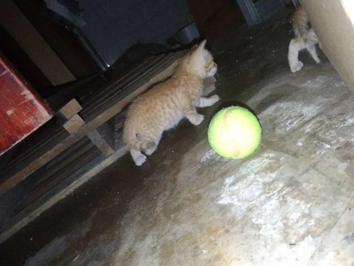 Gato ra a  idade 2 a 6 meses nome Sem nomes