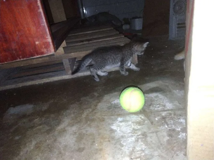 Gato ra a  idade 2 a 6 meses nome Sem nomes