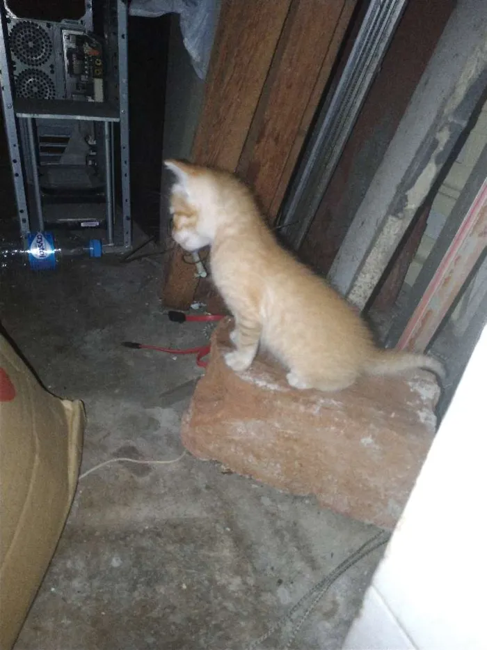 Gato ra a  idade 2 a 6 meses nome Sem nomes