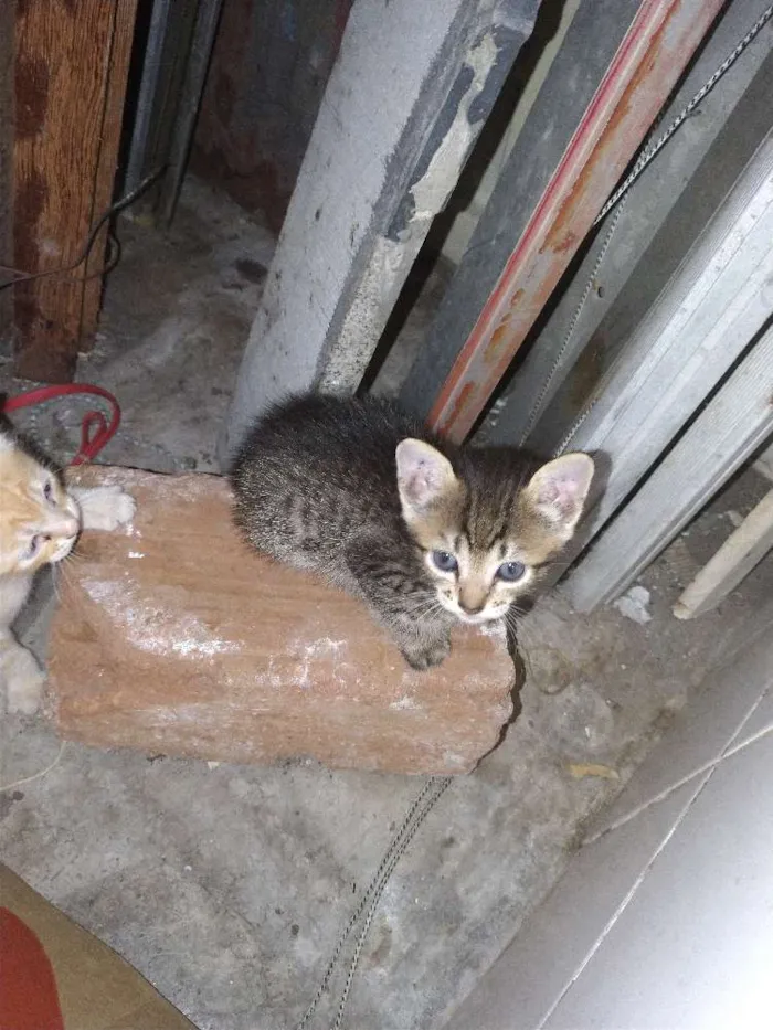 Gato ra a  idade 2 a 6 meses nome Sem nomes