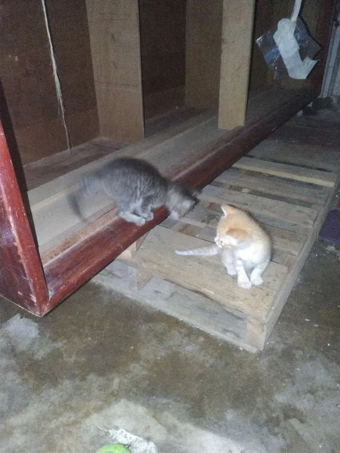 Gato ra a  idade 2 a 6 meses nome Sem nomes
