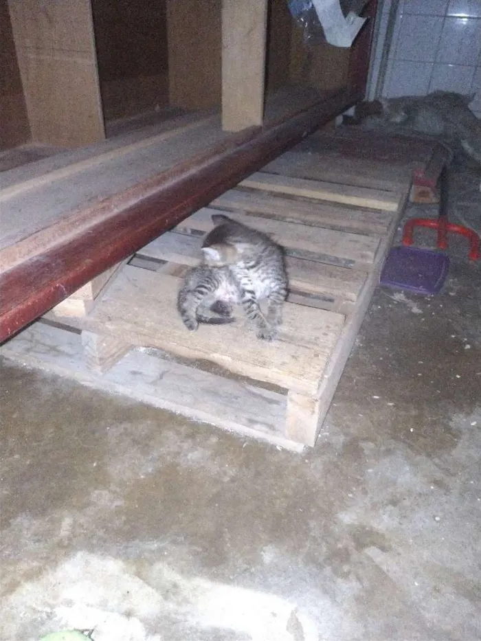 Gato ra a  idade 2 a 6 meses nome Sem nomes