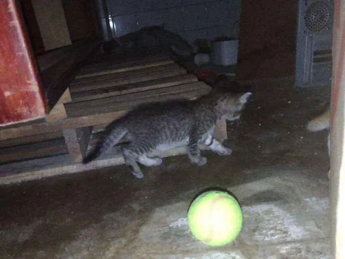 Gato ra a  idade 2 a 6 meses nome Sem nomes