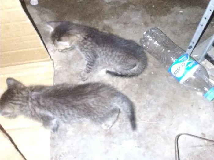 Gato ra a  idade 2 a 6 meses nome Sem nomes