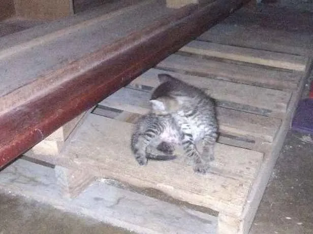 Gato ra a  idade 2 a 6 meses nome Sem nomes