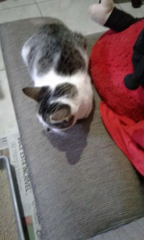 Gato ra a Indefinida idade 2 a 6 meses nome Não Tem