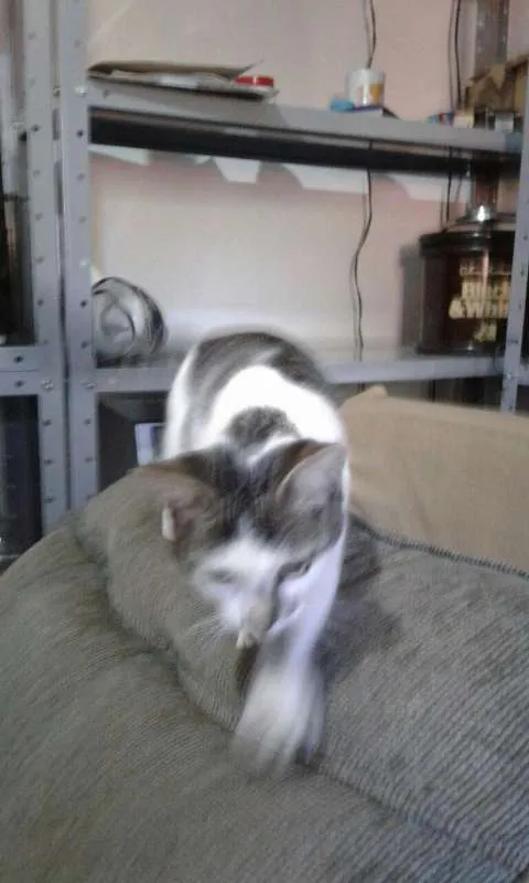 Gato ra a Indefinida idade 2 a 6 meses nome Não Tem