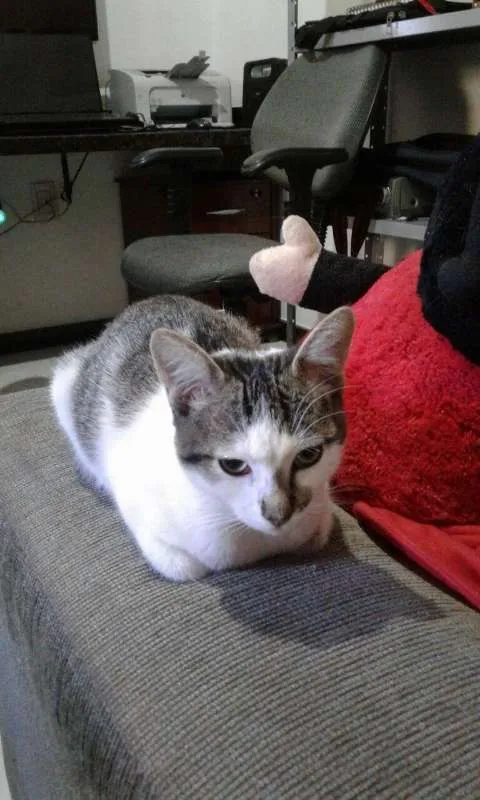 Gato ra a Indefinida idade 2 a 6 meses nome Não Tem