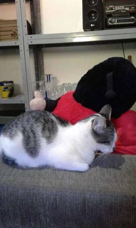 Gato ra a Indefinida idade 2 a 6 meses nome Não Tem