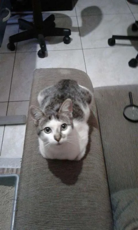 Gato ra a Indefinida idade 2 a 6 meses nome Não Tem