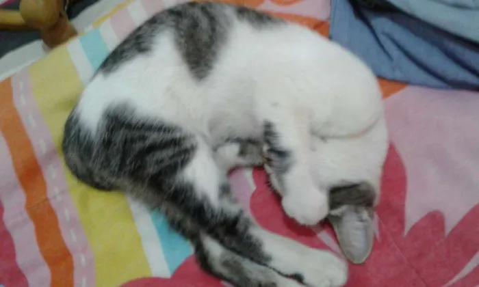 Gato ra a Indefinida idade 2 a 6 meses nome Não Tem