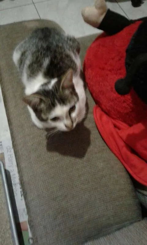 Gato ra a Indefinida idade 2 a 6 meses nome Não Tem