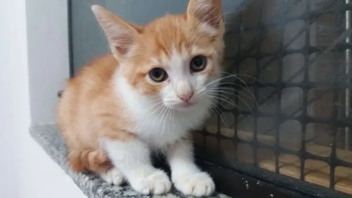 Gato ra a  idade 7 a 11 meses nome Asad Aish