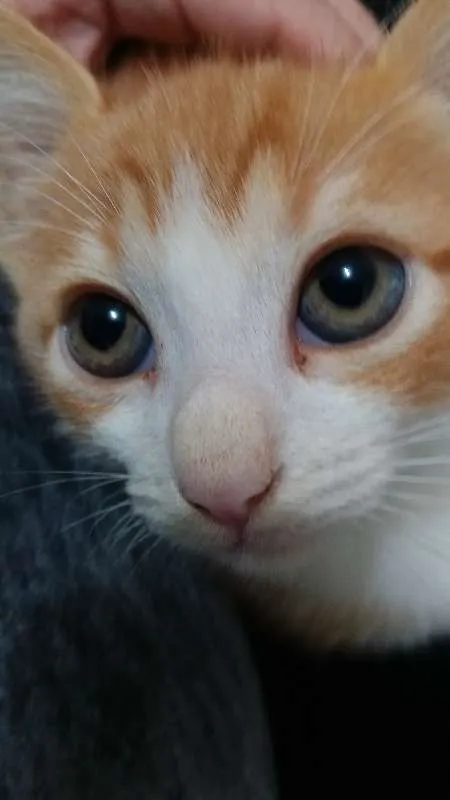 Gato ra a  idade 7 a 11 meses nome Asad Aish