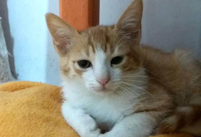 Gato ra a  idade 7 a 11 meses nome Asad Aish