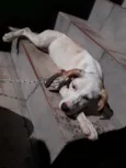 Mia