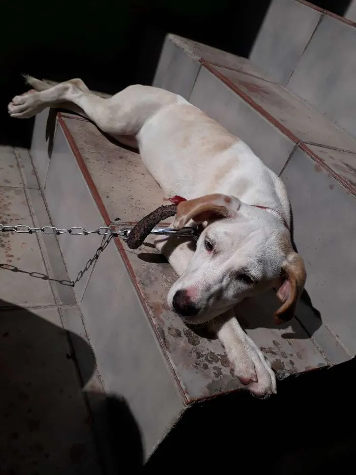 Cachorro ra a Labrador com vira lata  idade 7 a 11 meses nome Mia