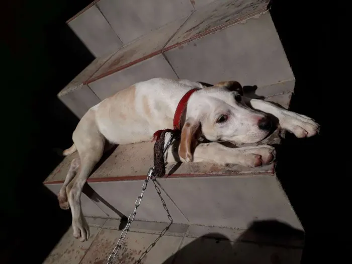 Cachorro ra a Labrador com vira lata  idade 7 a 11 meses nome Mia