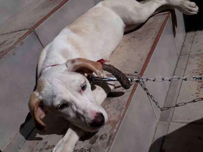 Cachorro ra a Labrador com vira lata  idade 7 a 11 meses nome Mia