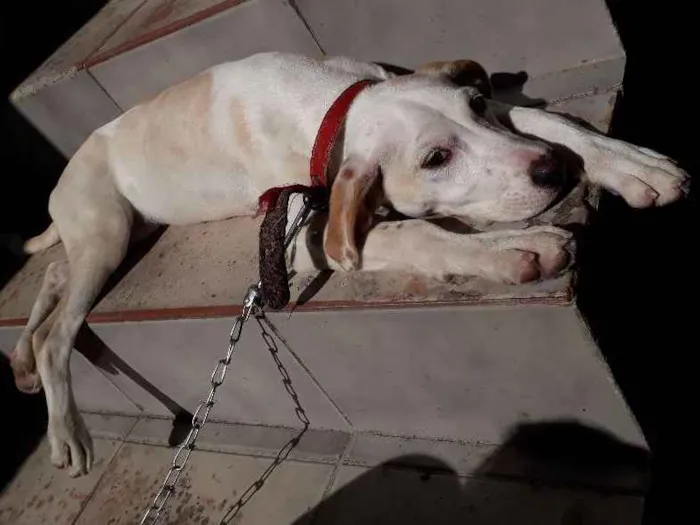 Cachorro ra a Labrador com vira lata  idade 7 a 11 meses nome Mia