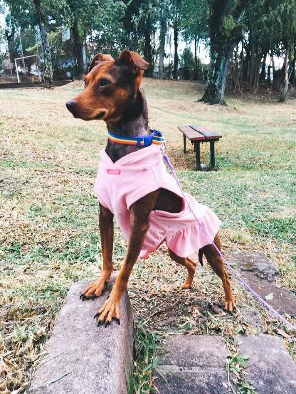 Cachorro ra a SRD idade 1 ano nome Pequena