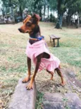 Pequena