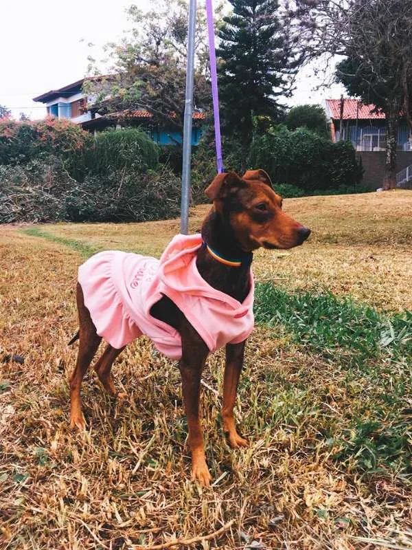 Cachorro ra a SRD idade 1 ano nome Pequena
