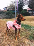 Pequena