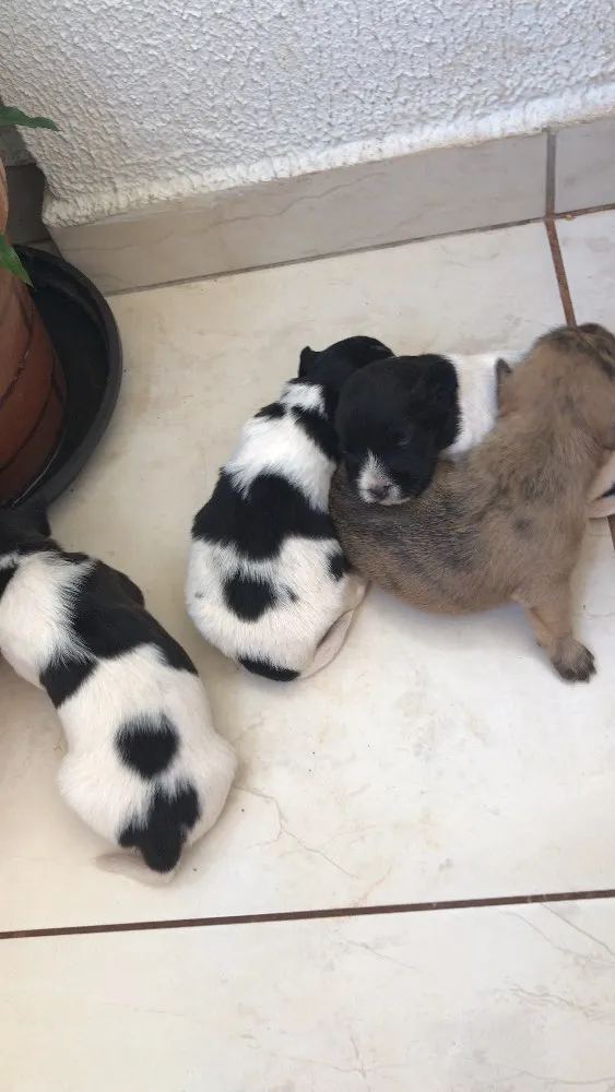 Cachorro ra a  idade 4 anos nome Sofia + 2 filhotes 